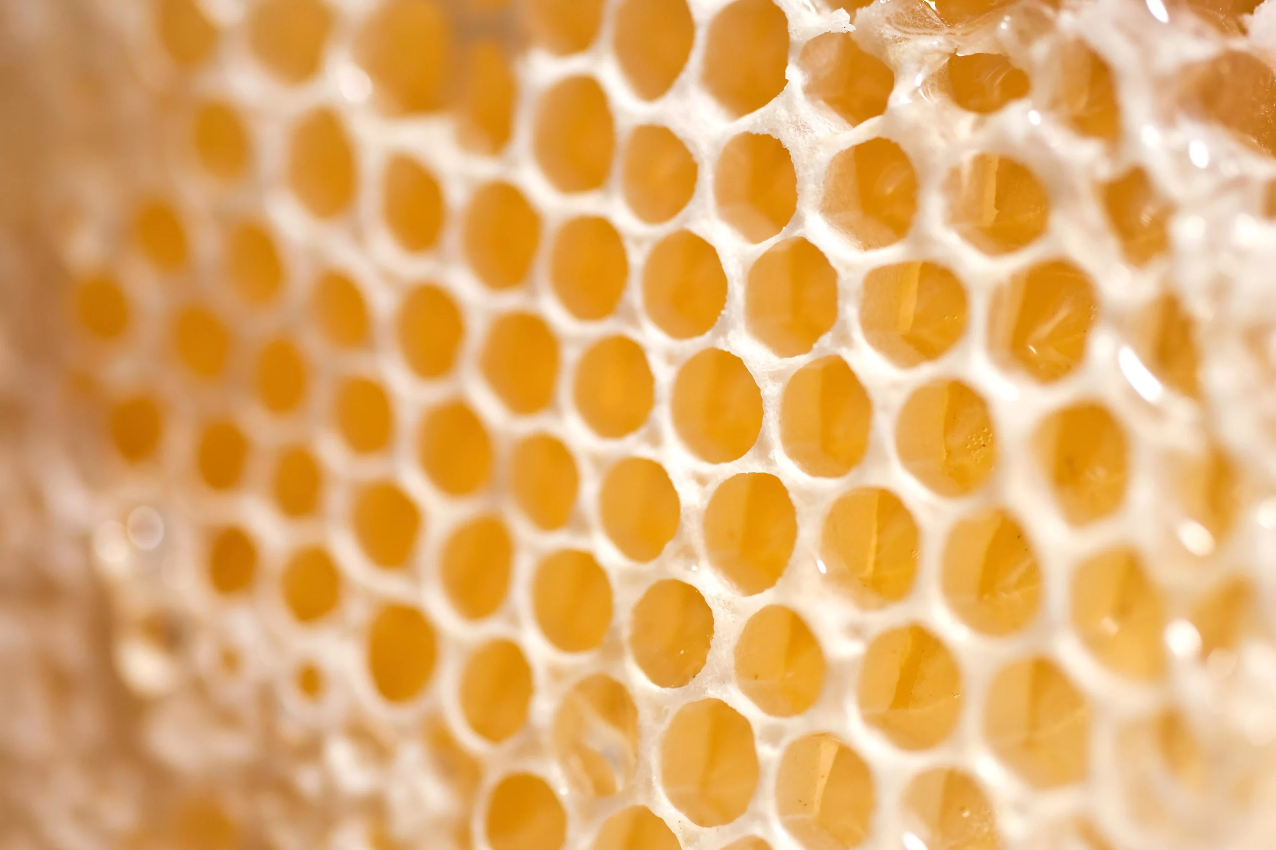 What Is a Solar Wax Melter? (How It Works & What it Does)